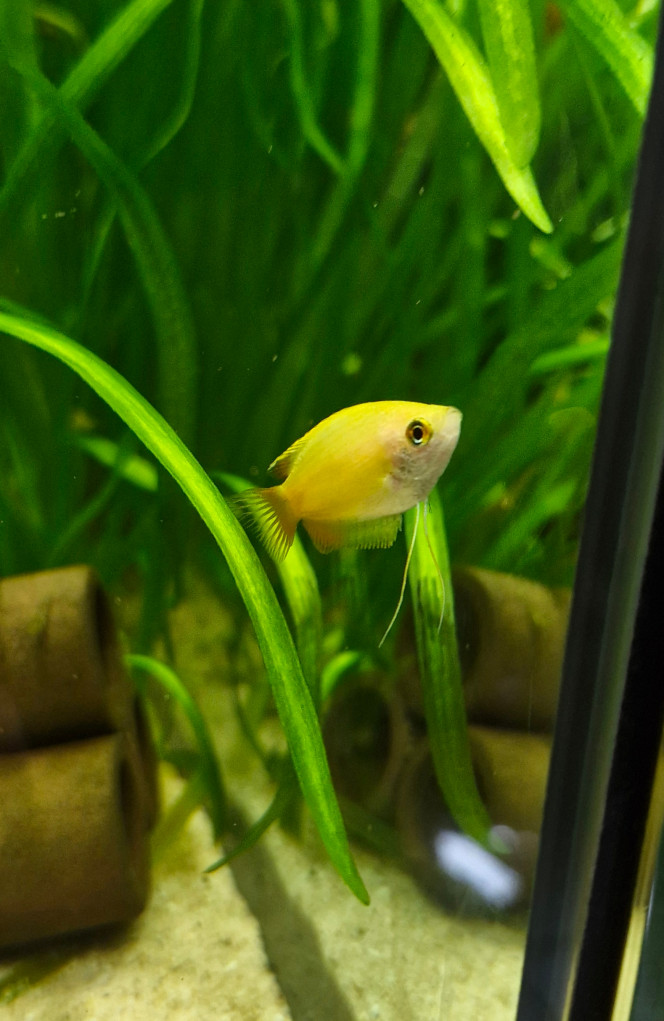 Photographie du post de Catalpa 