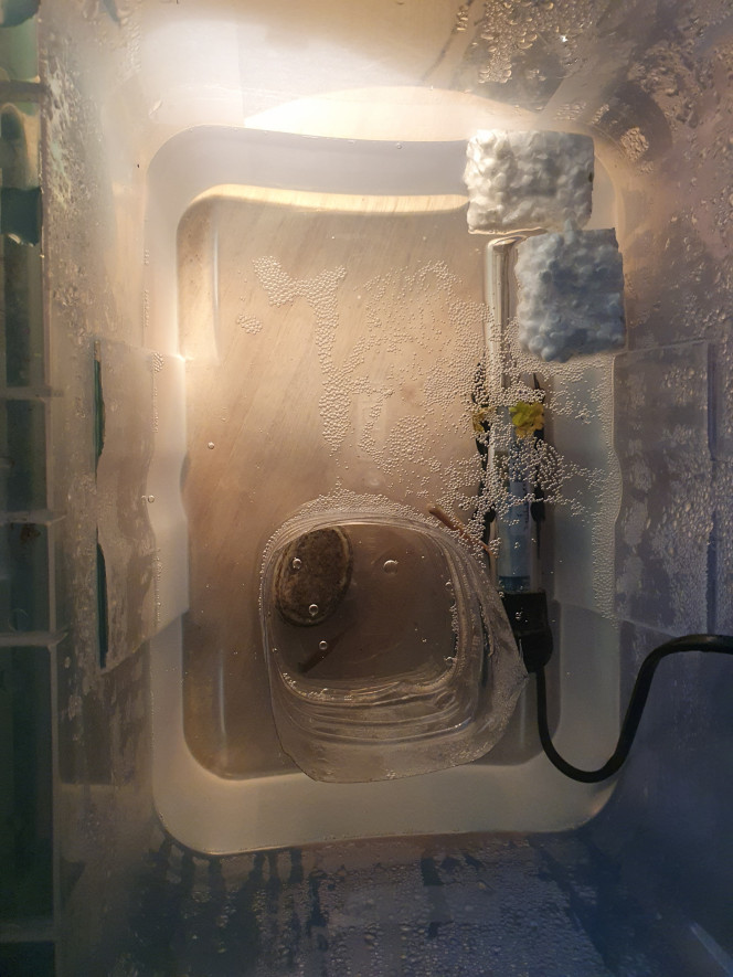 Bac de reproduction de mes gouramis miel 