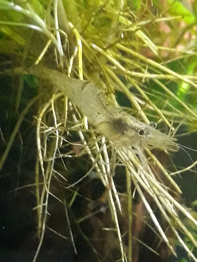 Photographie du post de Dimu 