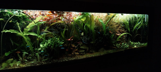 Photographie du post de STK54 