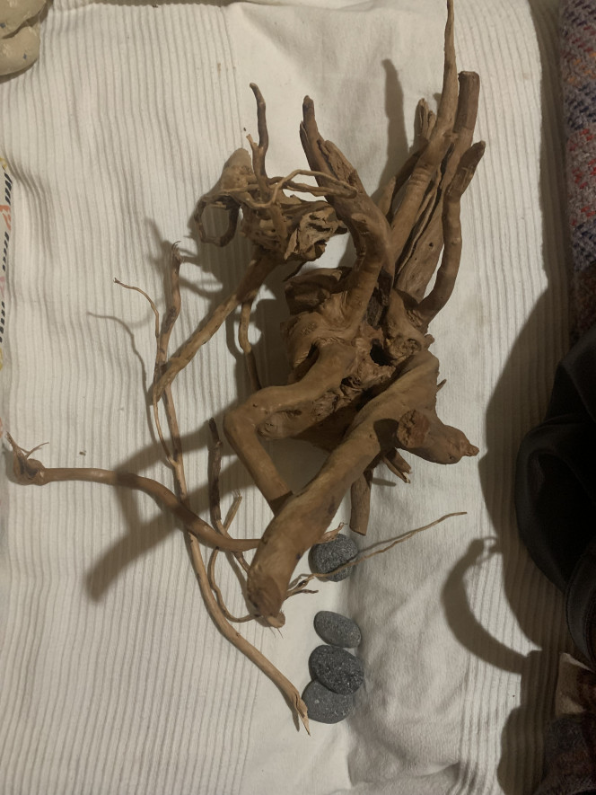 Achat du hardscape Passé aujourd’hui chez Aquaterrien, une boutique parisienne, pour acheter des pierres et une racine. Inspiration: biotope de Bornéo (encore et toujours) et racine et plante qui émergent de l’eau. 
Dans l’optique d’accueillir un couple de bettas sauvages: imbellis ou brownorum étant plus à l’aise avec le maintient du brownorum dans un si petit volume, bien que mon porte monnaie est, lui, plus à l’aise avec le imbellis.