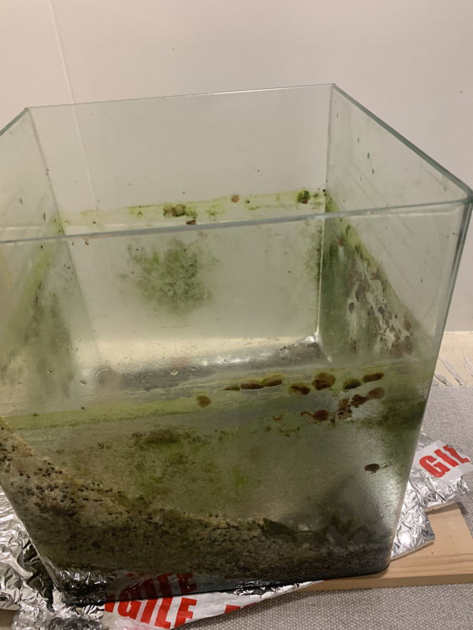 Nettoyage Cette cuve qui me fait honte… :/
Ça doit faire deux ans qu’elle se remplie peu à peu d’algues et que je la laisse pourrir, il est temps de lui offrir un avenir.