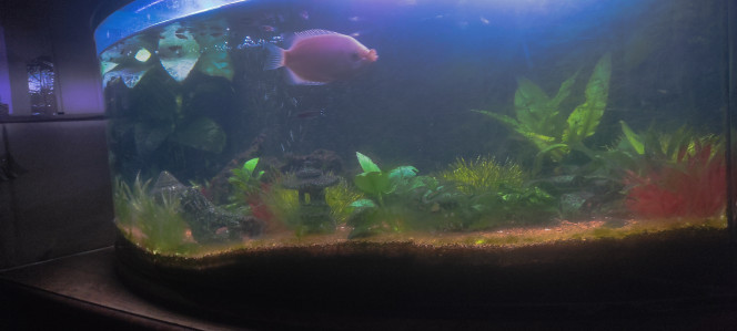 Photographie du post de Plongeur18 