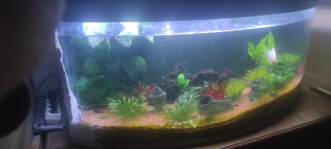 Photographie du post de Plongeur18 