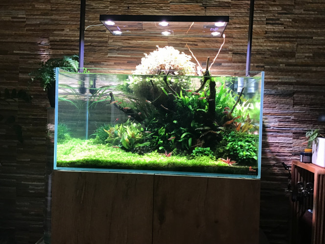 Photographie du post de MARGINATUS 