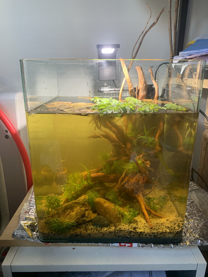  L’eau est un peu trouble encore et n’a pas pris sa couleur véritable (elle sera bien plus sombre). Il faut que j’en rajoute un peu aussi et que je plante la « surcouche » (les plantes en « extérieur »): on va partir sur du papyrus et je vais essayer de planter ma monstera dans un bac au dessus.