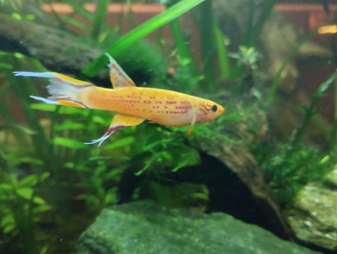 Photographie du post de lolo95 