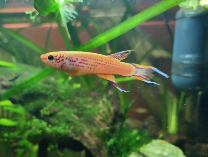 Photographie du post de lolo95 