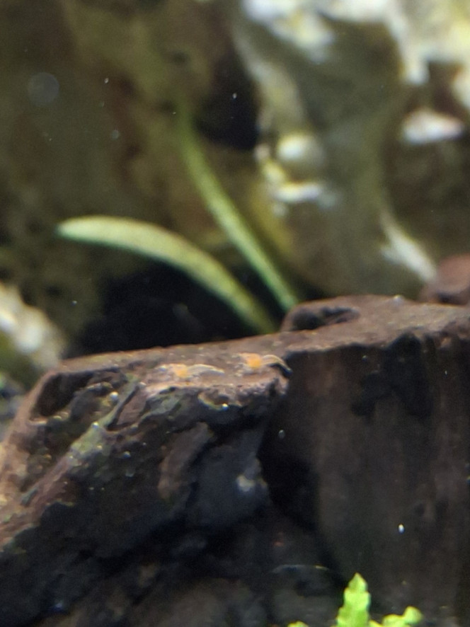 Les petits se promènent Les bébés néocaridina red sakura se promènent à présent dans l'aquarium et je craque :-)