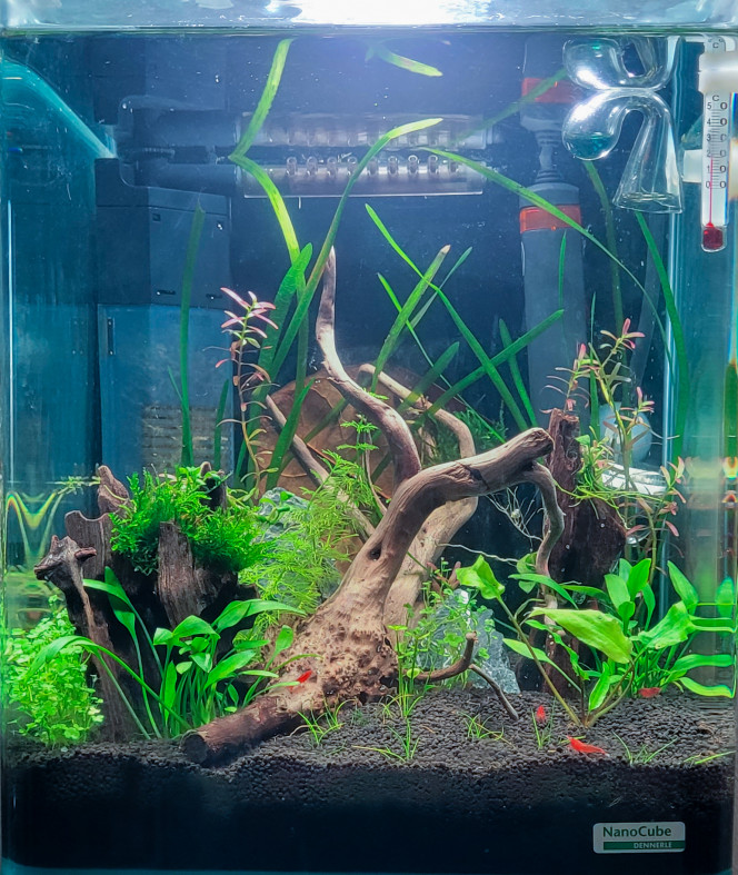 Petit entretien Nourrissage des levures pour le Co2, ainsi que pour les neocaridina.

Repiquage des quelques brins de rotala qui poussent trop vite par rapport aux autres.

Toutes les plantes se remettent doucement de ce nouvel agencement, plus qu'à être patiente ?