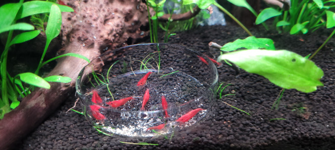 Petit entretien Nourrissage des levures pour le Co2, ainsi que pour les neocaridina.

Repiquage des quelques brins de rotala qui poussent trop vite par rapport aux autres.

Toutes les plantes se remettent doucement de ce nouvel agencement, plus qu'à être patiente ?