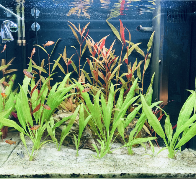 Bac amazonien bientôt sur la fin Vu d’ensemble actuel