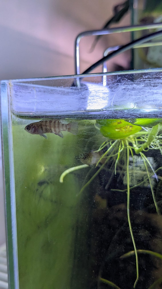 Photographie du post de Baby-Yoda 