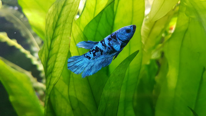 Photographie du post de NEGUS69 