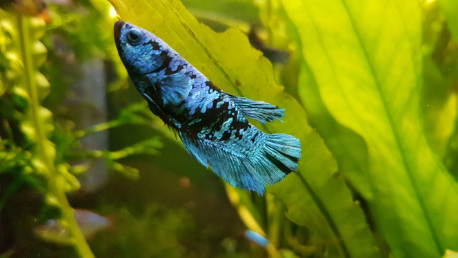 Photographie du post de NEGUS69 