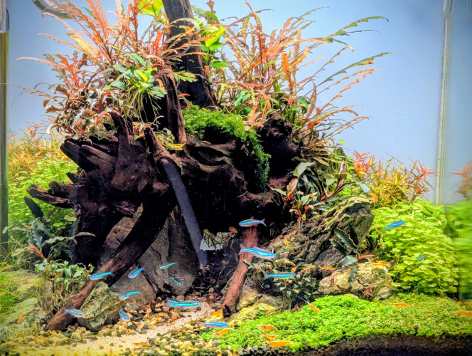 Bonne année 2026 à tous! Pour bien commencer l'année voici une petite photo de mon bac qui depuis la fin des algues se porte à merveille ☺️. 
J'ai agrandi mon banc de pacheirodons simulans et les crevettes se sont parfaitement adaptées à leur nouvel environnement ! Une grandes parties des femelles sont actuellement grainées et de nombreuses naissances ont déjà eu lieu ?. 
Toutes les plantes poussent à nouveau parfaitement après l'ajout de fer et la mise en route d'une fertilisation hebdomadaire au Profito ☺️.  Bonne année à tous !