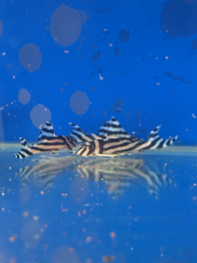 Photographie du post de Aquarius.0103 