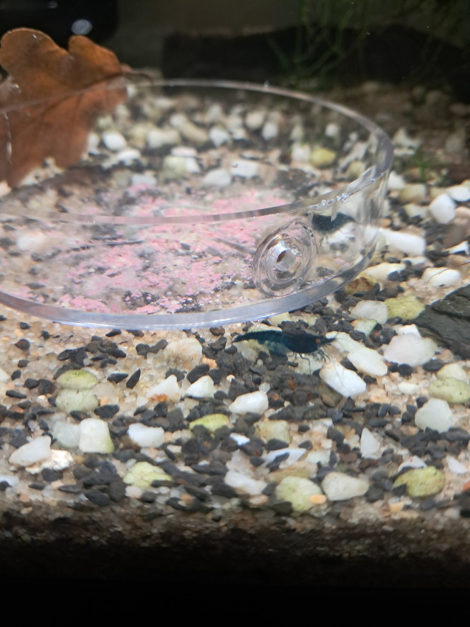 Photographie du post de PassionAQUA 