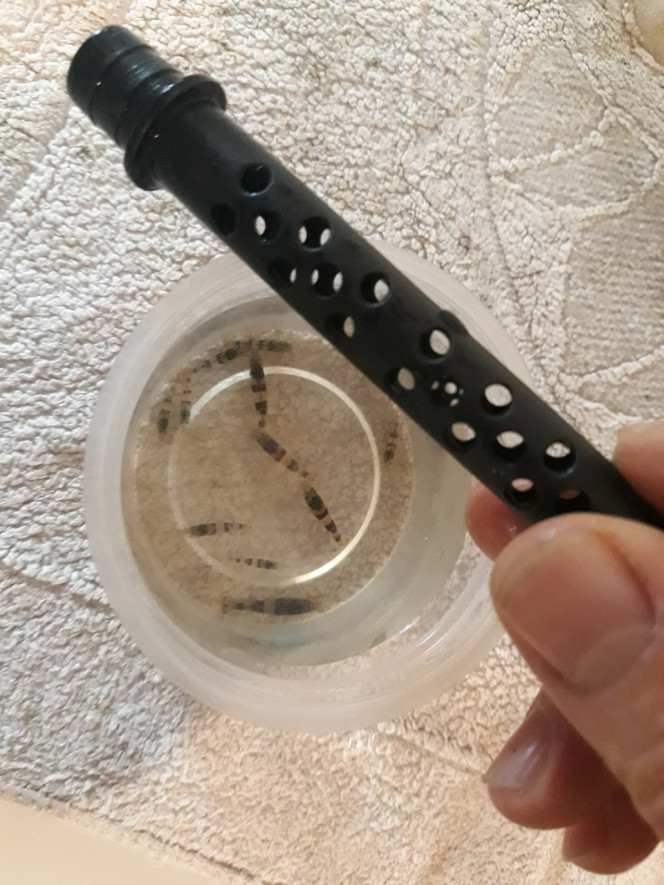 Photographie du post de Dimu 