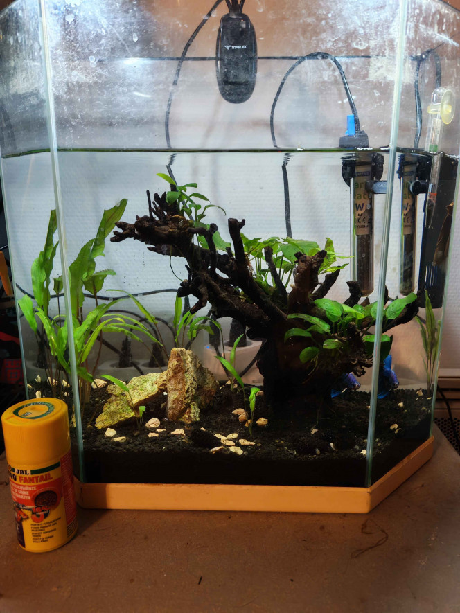  Je prevois de le refaire et de changer la cuve, je sais qu'il manque de plante.