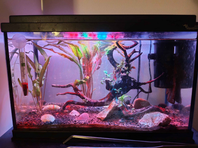  Je prevois d'ajouter d'autres plantes, je sait qu'il en manque (et de deplacer le poisson dans ma grande cuve de 120L)