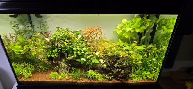 Je vous souhaite tous une très bonne année et une très bonne santé à tous Voilà une petite mise à jour de mon aquarium aujourd'hui mes plantes pour le 30 L et le 70 L vont bientôt arriver je vais préparer mes hardscape pour l'arrivée de mes plantes in vitro je vous ferai des photos de l'avancement bisous tout le monde