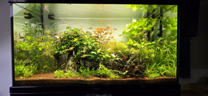 Je vous souhaite tous une très bonne année et une très bonne santé à tous Voilà une petite mise à jour de mon aquarium aujourd'hui mes plantes pour le 30 L et le 70 L vont bientôt arriver je vais préparer mes hardscape pour l'arrivée de mes plantes in vitro je vous ferai des photos de l'avancement bisous tout le monde