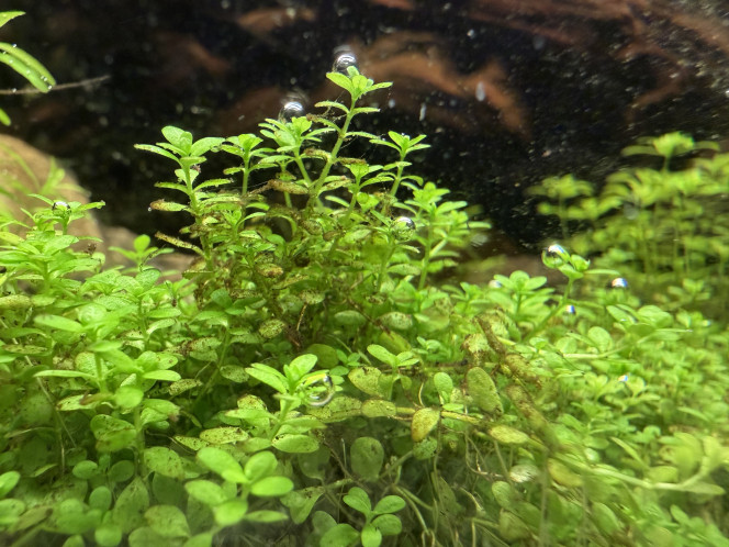 Photographie du post de Thibaut12390 