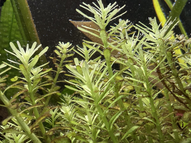 Photographie du post de Thibaut12390 