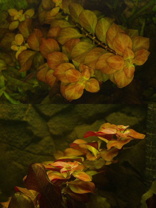 Photographie du post de YvesL 