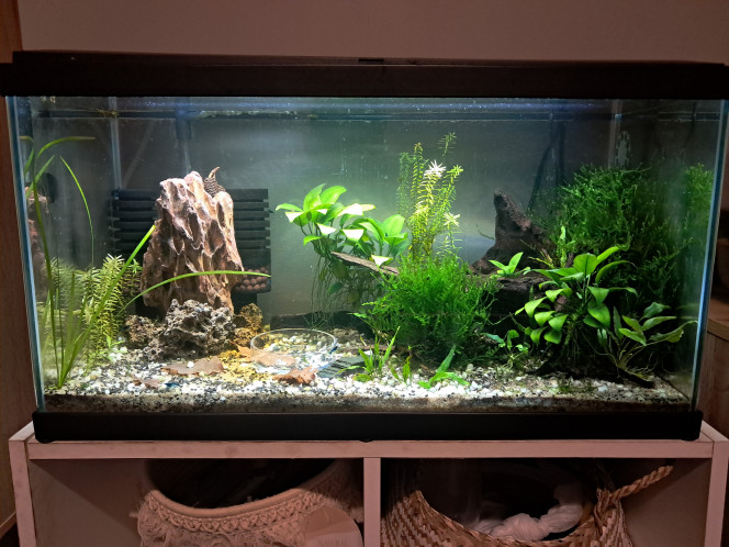 Photographie du post de PassionAQUA 