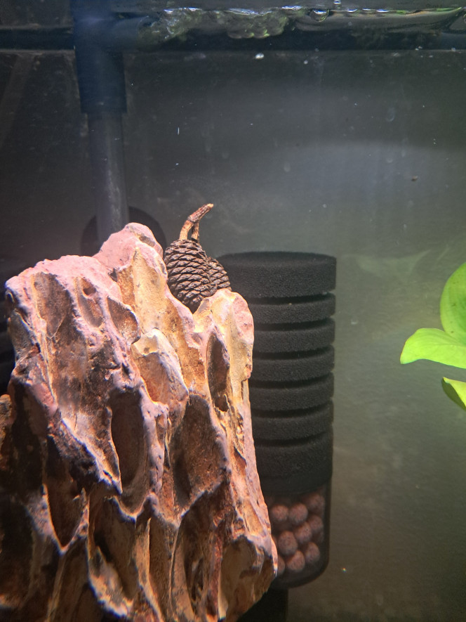 Photographie du post de PassionAQUA 