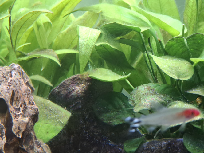 Photographie du post de Guiguidu57 