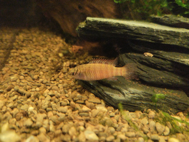 Photographie du post de lolo95 