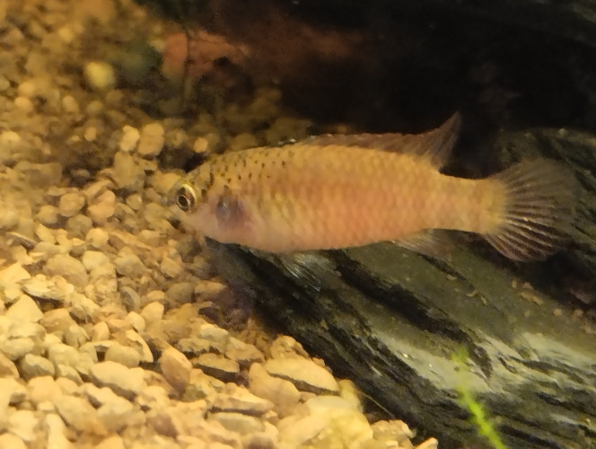 Photographie du post de lolo95 