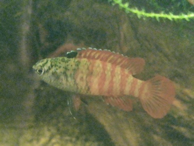 Photographie du post de lolo95 