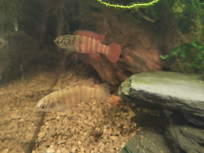 Photographie du post de lolo95 