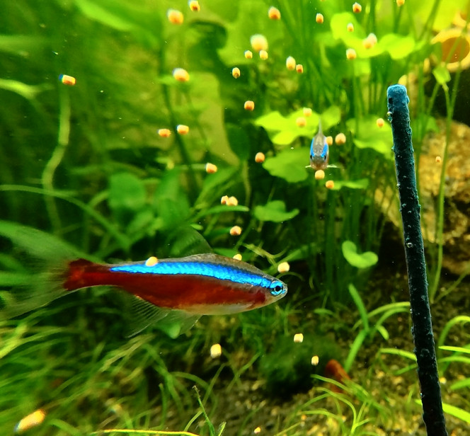 Cardinalis Tellement compliqué d'avoir un belle photo de Cardinalis !