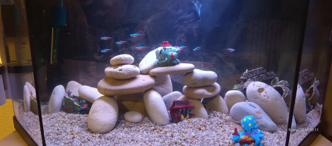  Quelques cailloux en attendant les plantes