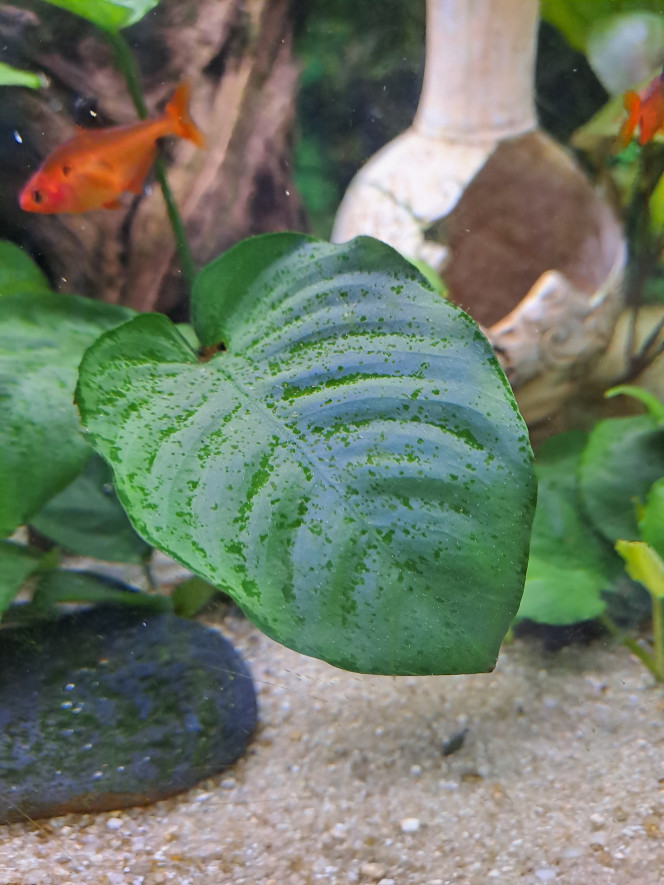 Photographie du post de Maemaddy 