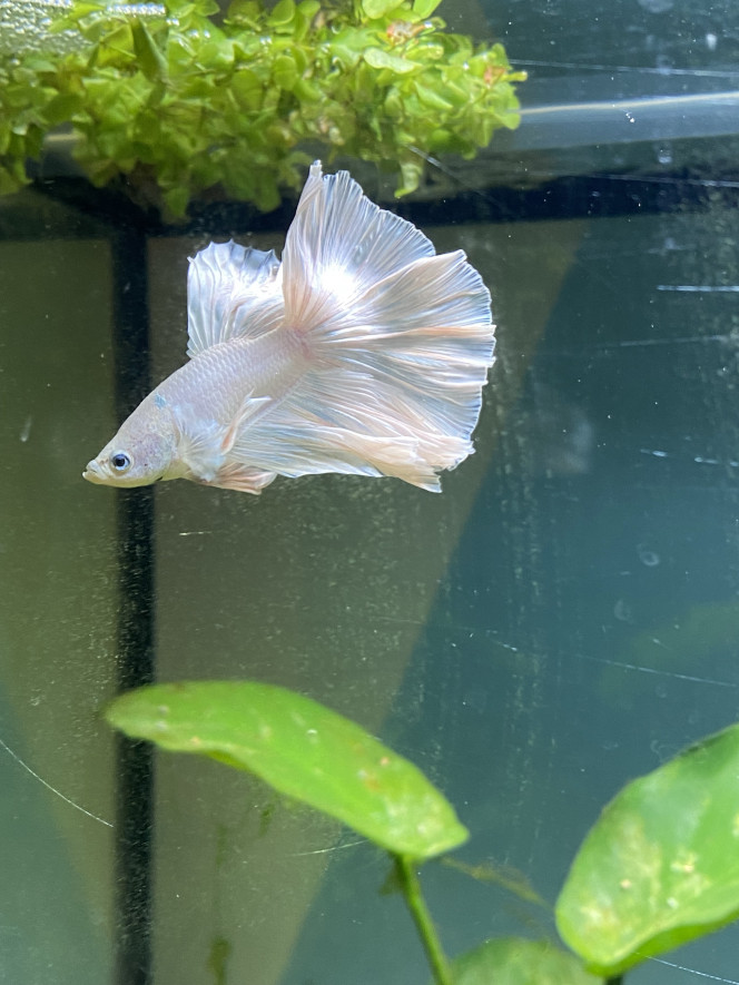 Photographie du post de Leonard070612 