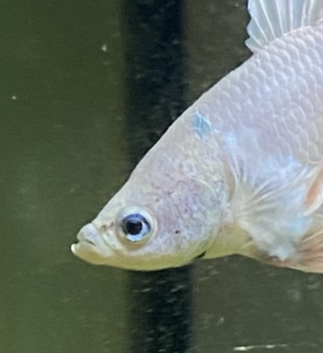 Photographie du post de Leonard070612 