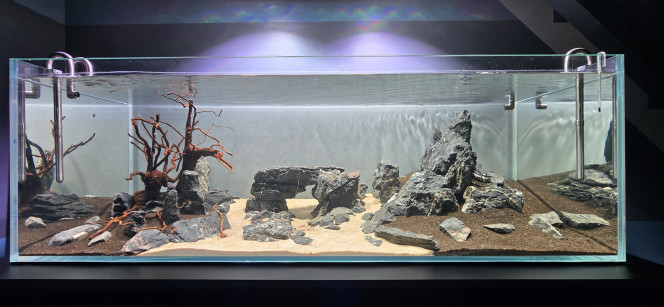 Fin de cyclage en Dark Start... demain, plantation et remise en eau pour un cyclage d'une semaine.. 