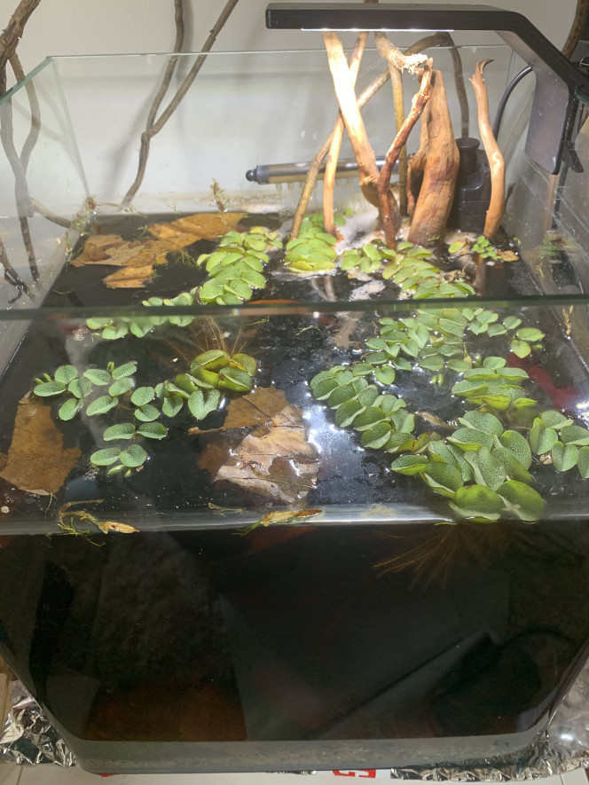  La racine a relâché plus de tanin que ce à quoi je m’attendais… ;-; Les feuilles de Catappa n’étaient peut être pas necessaire. 
(On ne voit pas à travers l’eau…)