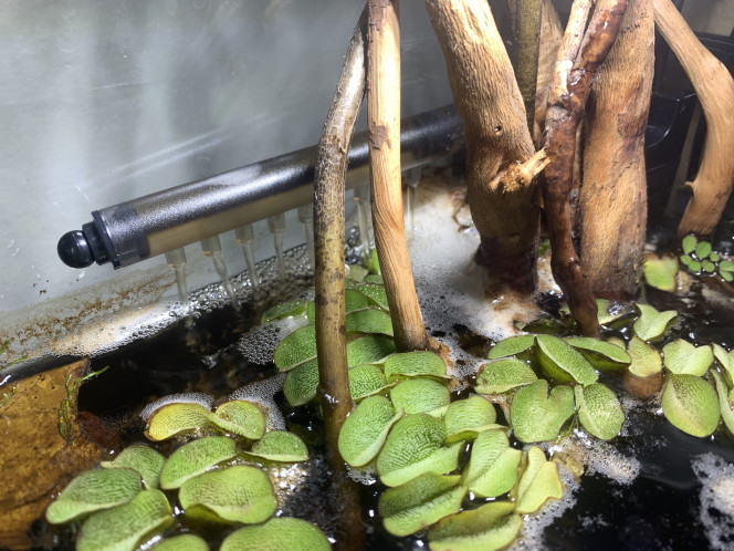 Photographie du post de luciol3 