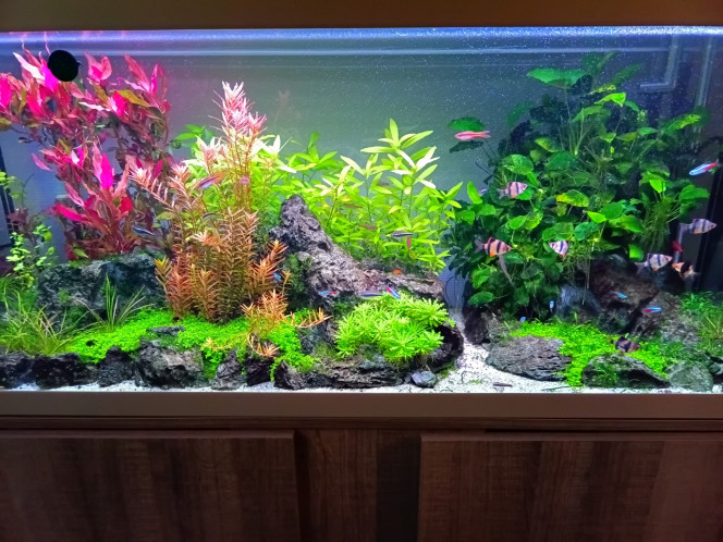 Aqua 240 J'actualise ma photo , pas mise a jour depuis longtemps :p