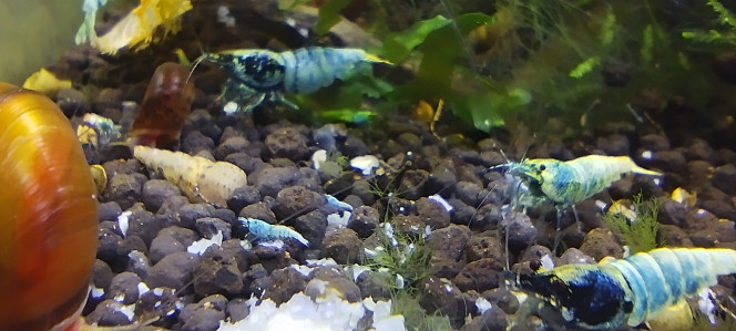 Photographie du post de Olivier1977 