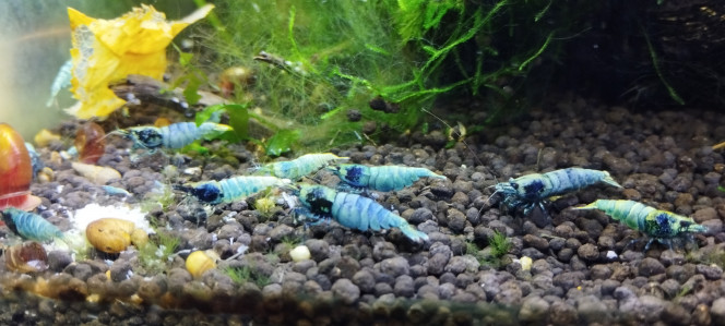 Photographie du post de Olivier1977 