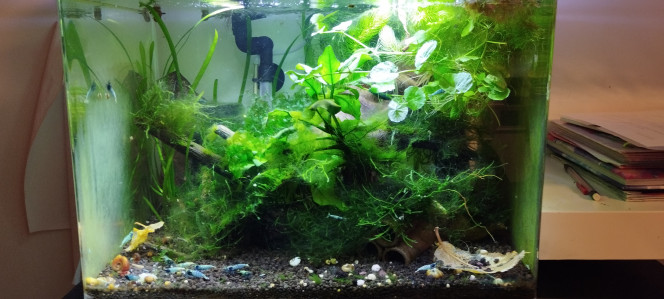 Photographie du post de Olivier1977 