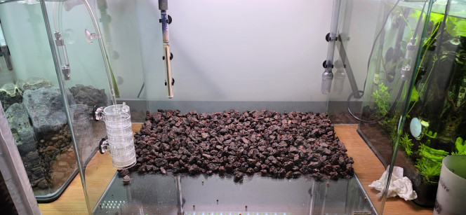 Préparation Voilà une petite photo du 70 L qui est en préparation. Rien de grand-chose à dire, vu que le hardscape n’en est pas vraiment un : c’est plus une préparation de sol, puisque c’est un bac hollandais.
Il n’y a donc rien de très spectaculaire : de la pouzzolane au fond pour faire monter le niveau à l’arrière, puis 3 cm d’Aquasoil Powder de chez Tropica, ce qui nous donne environ 5 cm à l’arrière et 3 cm à l’avant, ce qui est largement suffisant dans un aquarium hollandais.
Je ne vais pas utiliser d’Aquasoil classique, vu que mes demandes vont être fortes au niveau des plantes. J’ai donc opté pour un sol technique un peu plus enrichi.
J’ai déjà délimité mon parcours de plantes, mais cela risque d’être modifié par la suite, au moment de la plantation. J’ai juste un peu l’impression d’avoir trop de surface basse et pas assez de hauteur.
J’hésite aussi à le démarrer en dry start pendant une semaine pour que ma Cuba puisse bien s’enraciner, vu que je l’ai déjà et que j’attends le reste de mes plantes. Je pourrais très bien le faire maintenant, mais pour le moment ça restera comme ça.